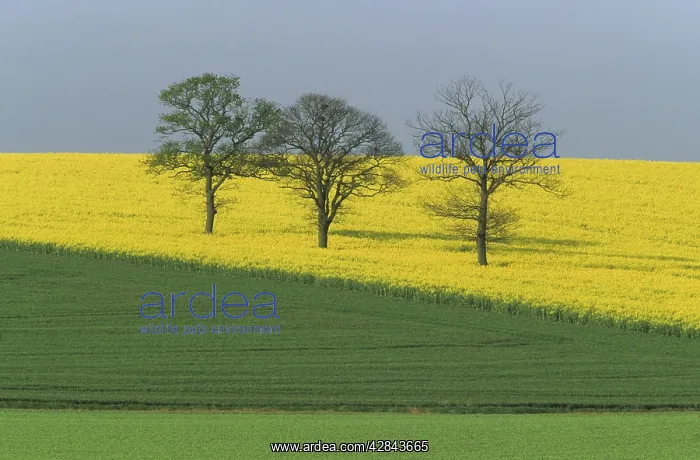  : Rape Fields and Trees, fields of green and yellow