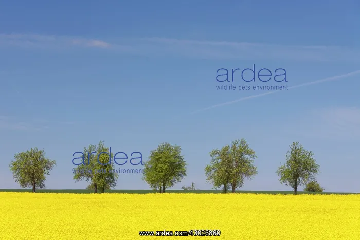  : Rape flowering field with avenue Germany