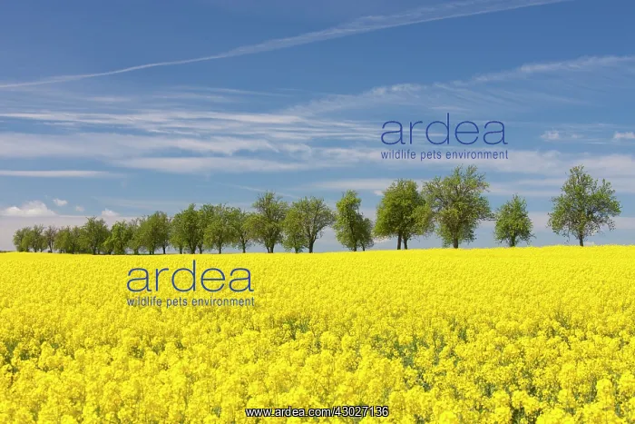  : Rape flowering field with avenue Germany