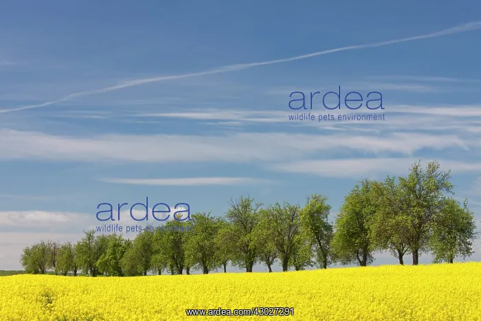  : Rape flowering field with avenue Germany