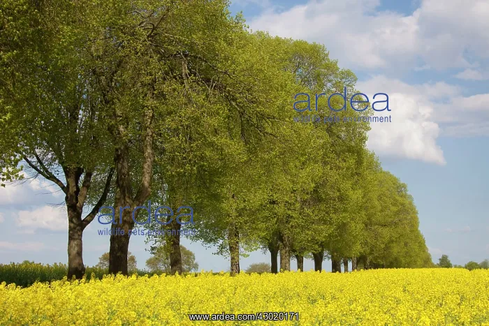  : Rape flowering rape with tree-lined avenue