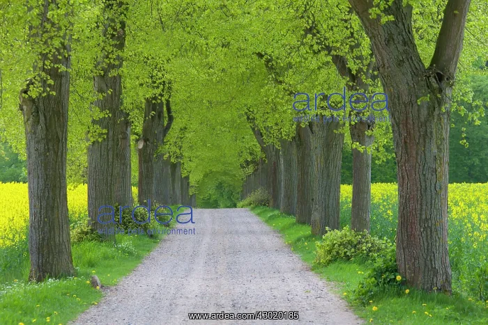 : Rape flowering rape with tree-lined avenue : Rape flowering rape with tree-lined avenue
