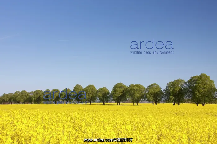 : Rape flowering rape with tree-lined avenue : Rape flowering rape with tree-lined avenue