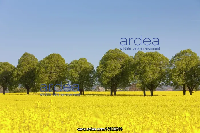 : Rape flowering rape with tree-lined avenue : Rape flowering rape with tree-lined avenue