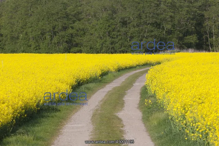 : Rape - road between flowering rape fields - Germany : Rape - road between flowering rape fields - Germany