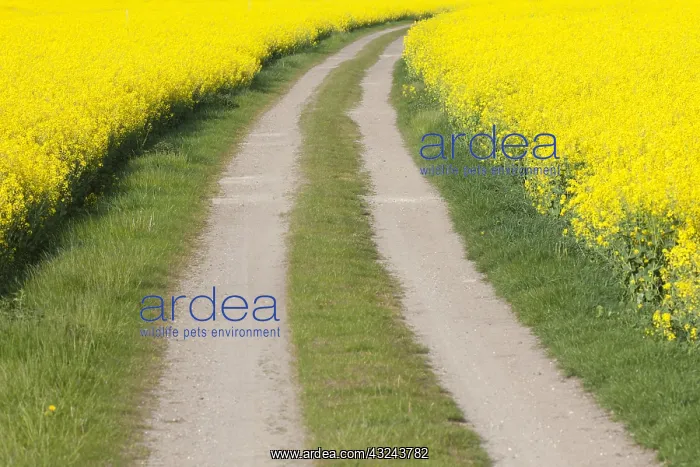 : Rape - road between flowering rape fields - Germany : Rape - road between flowering rape fields - Germany