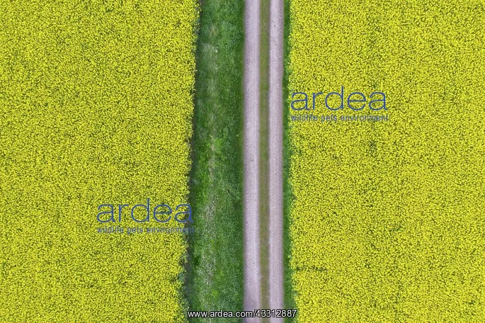 : Rape - way in a flowering rapeseed field - Germany : Rape - way in a flowering rapeseed field - Germany