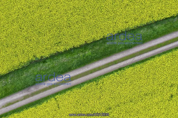  : Rape - way in a flowering rapeseed field - Germany