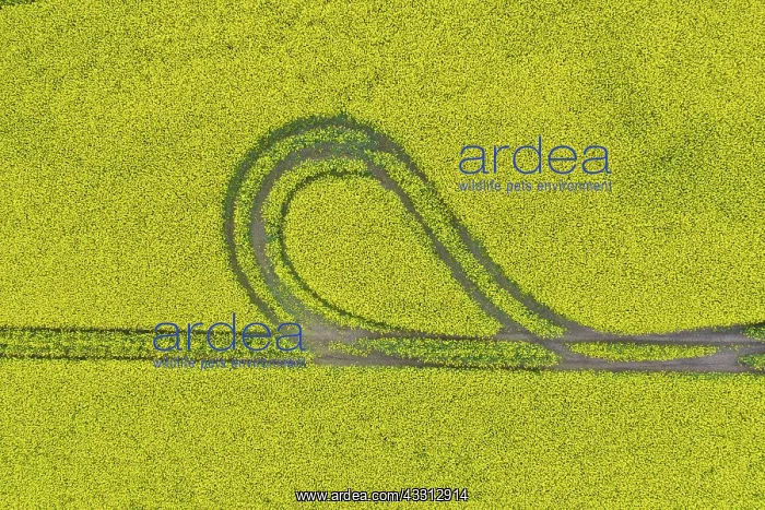  : Rape - way in a flowering rapeseed field - Germany