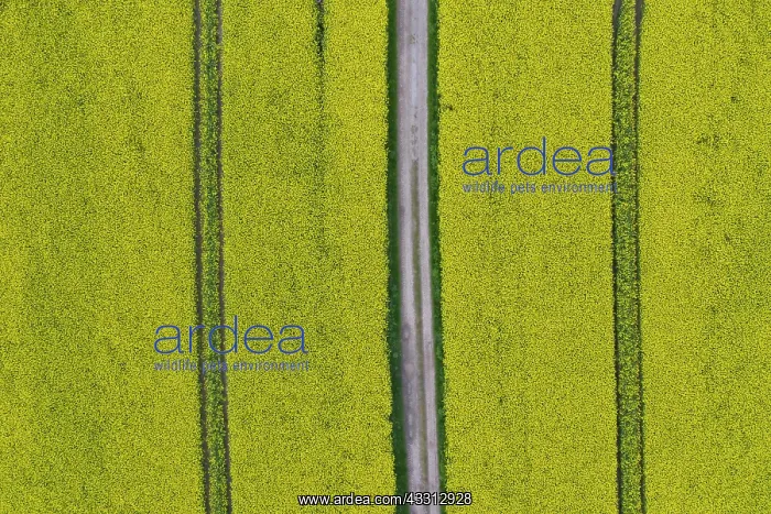 : Rape - way in a flowering rapeseed field - Germany : Rape - way in a flowering rapeseed field - Germany