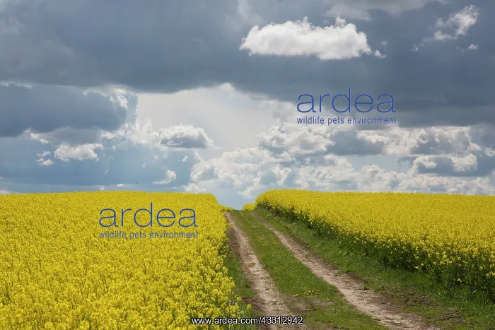 : Rape - way in a flowering rapeseed field - Germany : Rape - way in a flowering rapeseed field - Germany