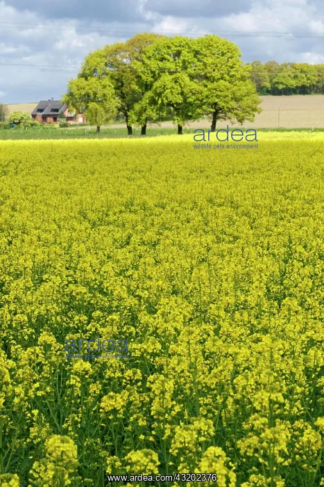 : Rapefield (Brassica napus), Huelserberg, Crefeld : Rapefield (Brassica napus), Huelserberg, Crefeld