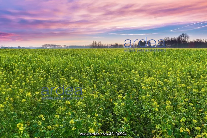 : Rapeseed. Field of Canola (Brassica napus) flowers at dawn used for biodiesel : Rapeseed. Field of Canola (Brassica napus) flowers at dawn used for biodiesel