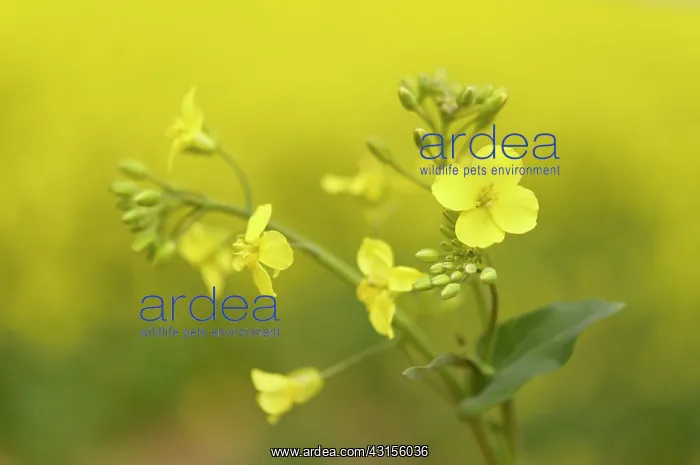 : Rapeseed (Brassica napus) flower in close-up : Rapeseed (Brassica napus) flower in close-up