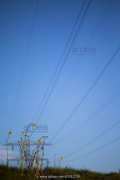 : Rapeseed. The electricity wire connects to the flowers of the Rapeseed : Rapeseed. The electricity wire connects to the flowers of the Rapeseed
