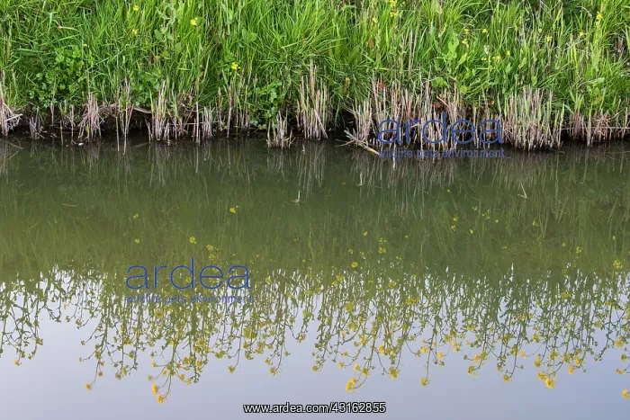: Rapeseed. flowering Rapeseed (Brassica napus) in the reflection of the ditch : Rapeseed. flowering Rapeseed (Brassica napus) in the reflection of the ditch