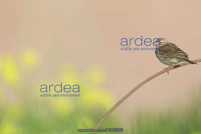 : Rapeseed. Meadow Pipit (Anthus pratensis) sitting on a reinforcing bar, between cole-seed : Rapeseed. Meadow Pipit (Anthus pratensis) sitting on a reinforcing bar, between cole-seed