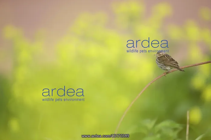 : Rapeseed. Meadow Pipit (Anthus pratensis) sitting on a reinforcing bar, between cole-seed : Rapeseed. Meadow Pipit (Anthus pratensis) sitting on a reinforcing bar, between cole-seed