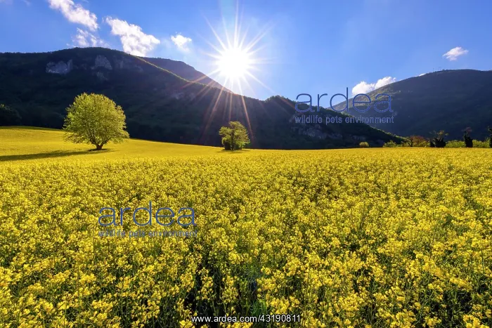 : Rapeseed field in full bloom, Region of Seyssel : Rapeseed field in full bloom, Region of Seyssel
