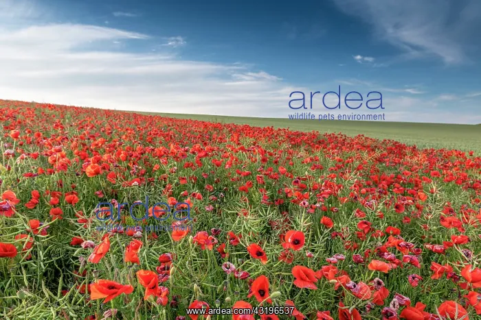 : Rapeseed field colonized by poppies on the Opal : Rapeseed field colonized by poppies on the Opal