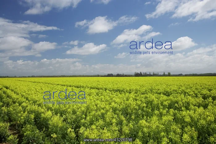  : Rapeseed Field, South Canterbury, South