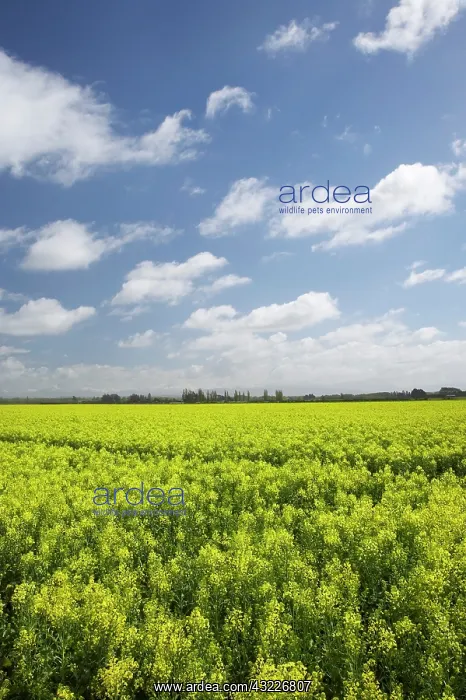 : Rapeseed Field, South Canterbury, South : Rapeseed Field, South Canterbury, South