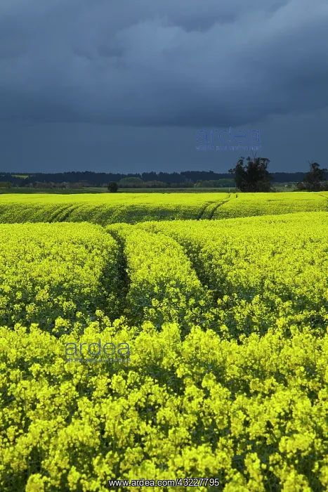 : Rapeseed Field and storm clouds near Timaru : Rapeseed Field and storm clouds near Timaru