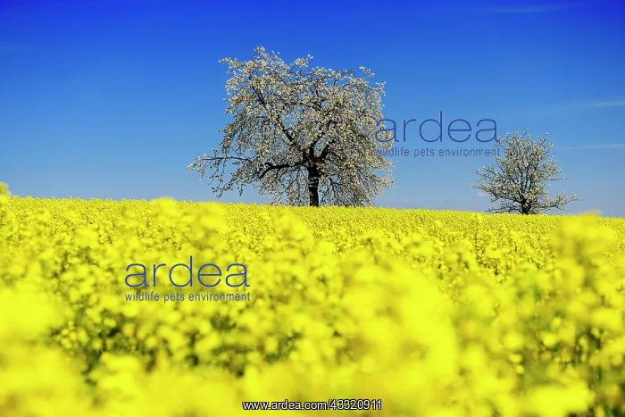 : Rapeseed fields and blossoming cherry trees near : Rapeseed fields and blossoming cherry trees near