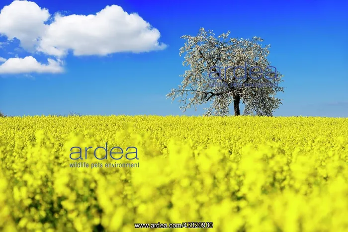 : Rapeseed fields and blossoming cherry trees near : Rapeseed fields and blossoming cherry trees near