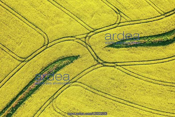 : Top Down over Rapeseed fields and Farmlands from : Top Down over Rapeseed fields and Farmlands from