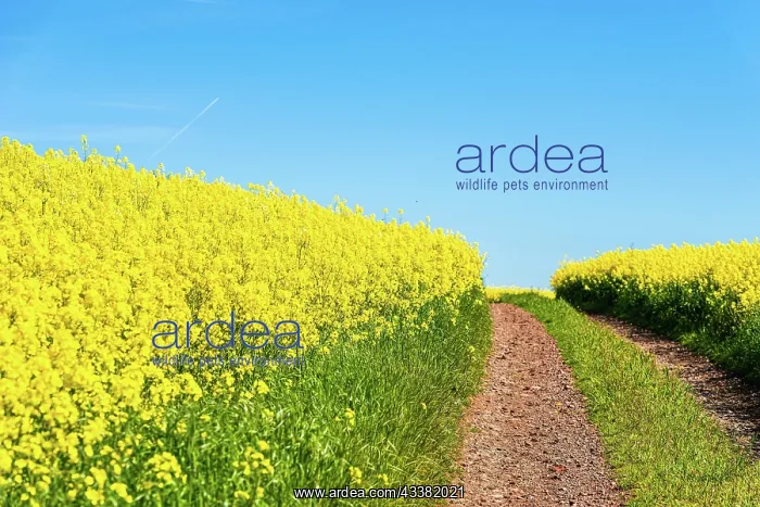 : Rapeseed fields and farms, Devon, England, United : Rapeseed fields and farms, Devon, England, United