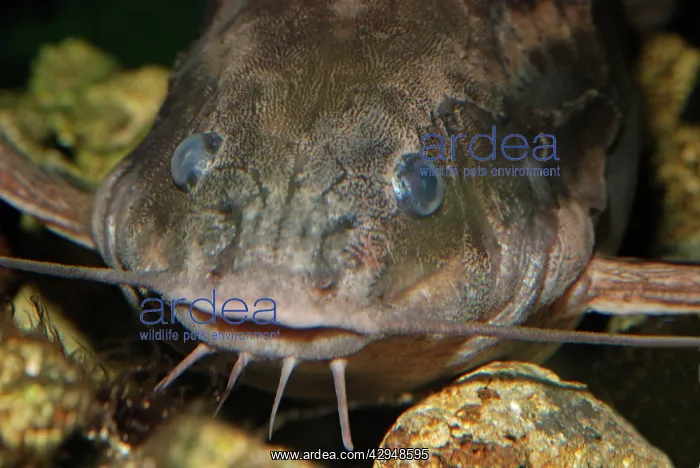 : Raphael Catfish : Raphael Catfish