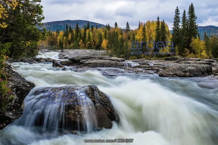 : Rapids of Gamaj&, x5a2b;&, x5b20;rivers, Kvikkjokk : Rapids of Gamaj&, x5a2b;&, x5b20;rivers, Kvikkjokk