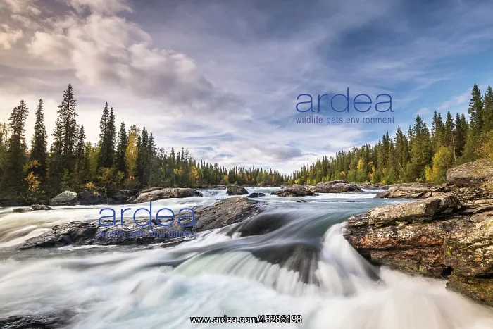 : Rapids of Gamaj&, x5a2b;&, x5b20;rivers, Kvikkjokk : Rapids of Gamaj&, x5a2b;&, x5b20;rivers, Kvikkjokk