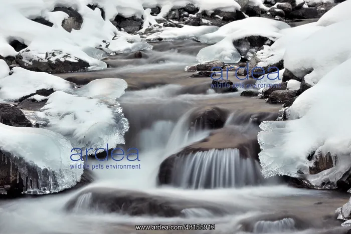 : Rapids through mountain stream : Rapids through mountain stream