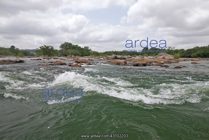 : Rapids of the rio Xingu, Para, Brazil, Brazil : Rapids of the rio Xingu, Para, Brazil, Brazil