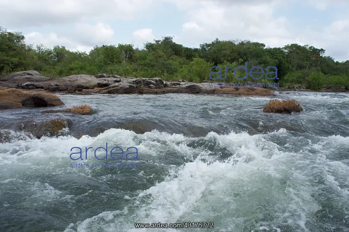 : Rapids of the rio Xingu, Para, Brazil, Brazil : Rapids of the rio Xingu, Para, Brazil, Brazil