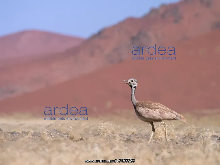 : Rappell's Bustard : Rappell's Bustard