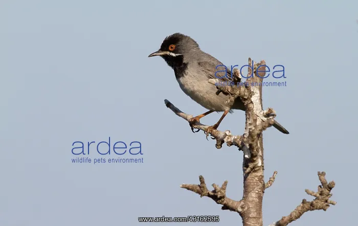 : Rappell's Warbler : Rappell's Warbler