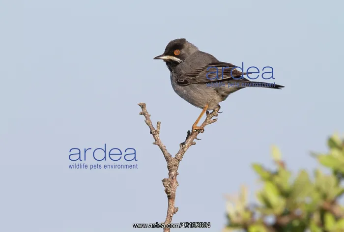 : Rappell's Warbler : Rappell's Warbler