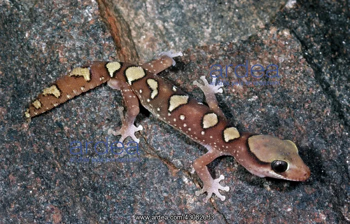 : Rare Australian Gecko : Rare Australian Gecko