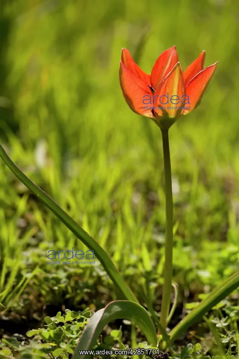 : Rare endemic cretan tulip / Doerfler's Tulip : Rare endemic cretan tulip / Doerfler's Tulip