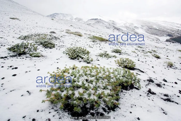 : A rare endemic milk vetch on Mt. Etna, in snow and hail : A rare endemic milk vetch on Mt. Etna, in snow and hail