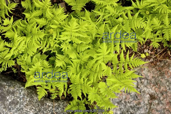 : A rare fern : A rare fern