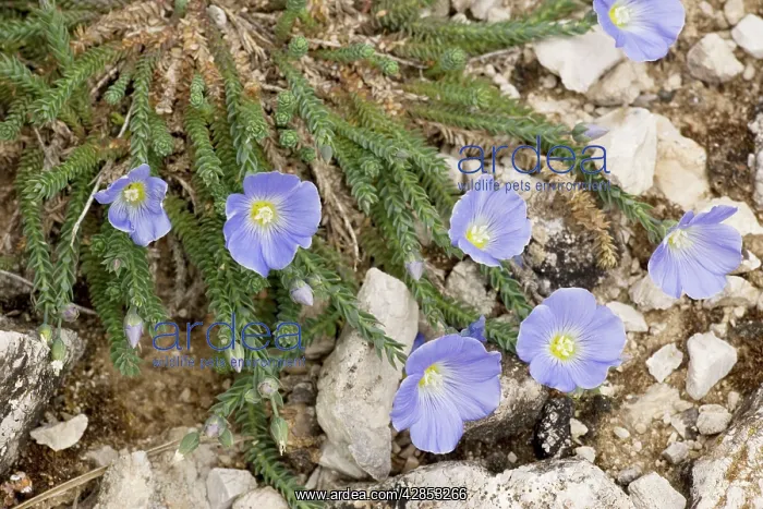 : A rare flax