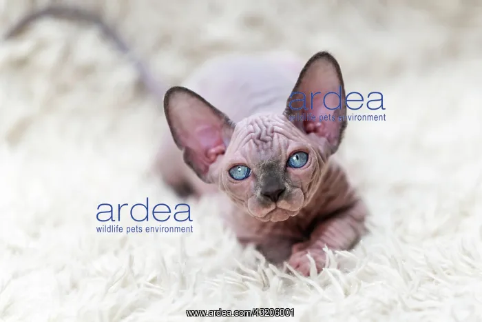 : Rare hairless Canadian Sphynx Cat kitten lying on : Rare hairless Canadian Sphynx Cat kitten lying on