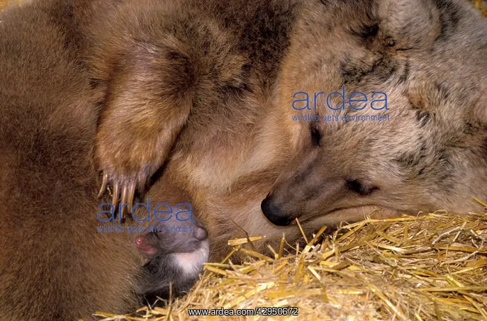 : Rare image of Syrian Brown Bear, female with newborn cub : Rare image of Syrian Brown Bear, female with newborn cub