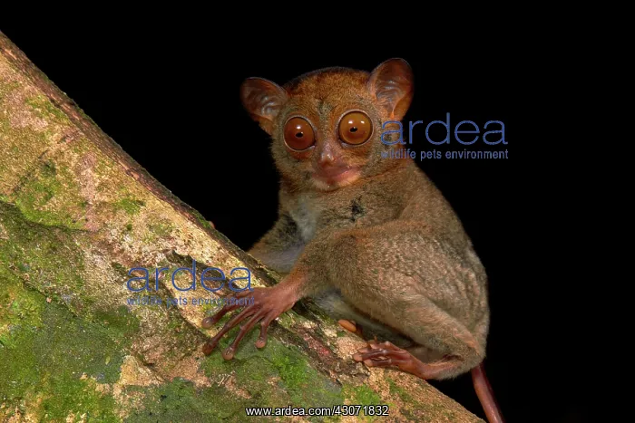 : The rare and insectivorous primate of Borneo: Horsfield's : The rare and insectivorous primate of Borneo: Horsfield's