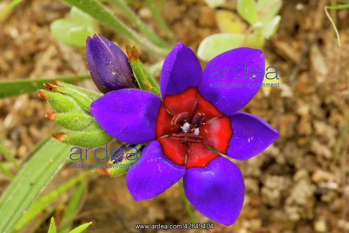 : A rare iris-relative, wine cup - on renosterveld : A rare iris-relative, wine cup - on renosterveld