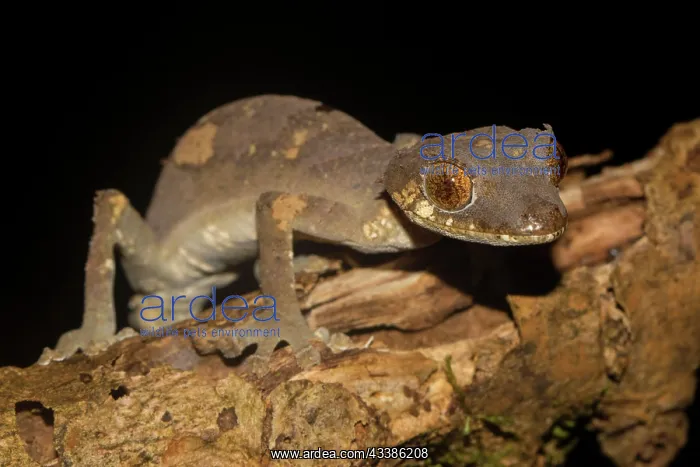  : Rare leaf-tailed gecko (Uroplatus finiavana) on